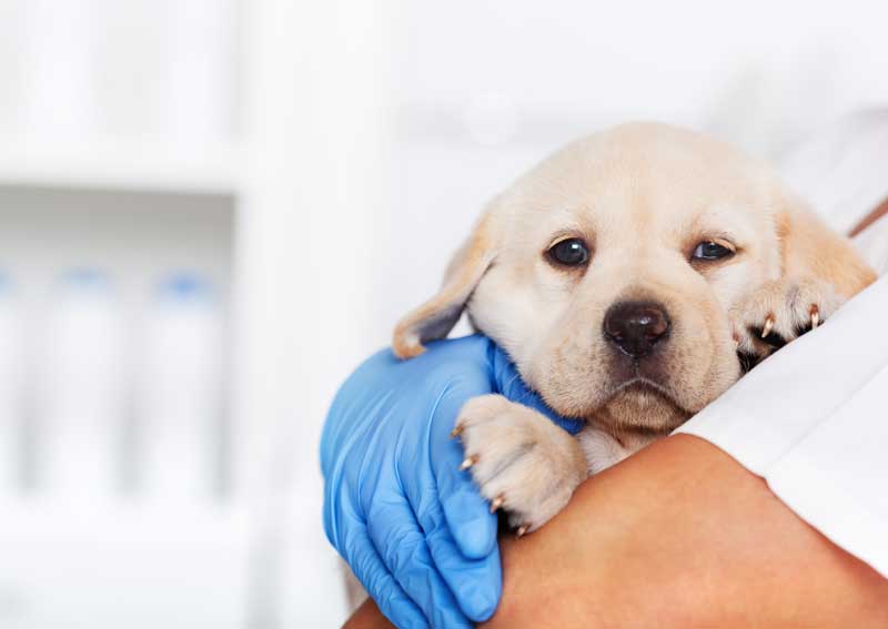 Carousel Slide 3: Puppy veterinary care