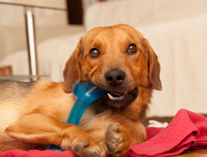 Pet Dental Care in La Mesa