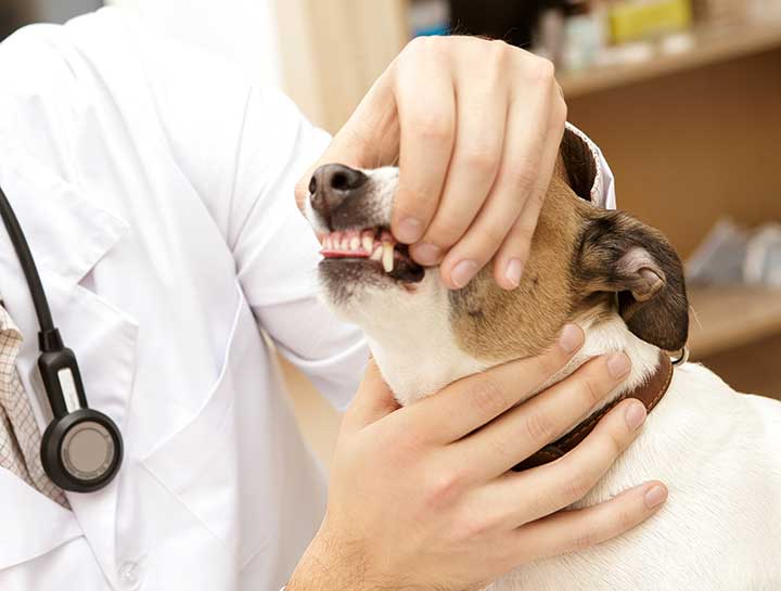 La Mesa Pet Dentist